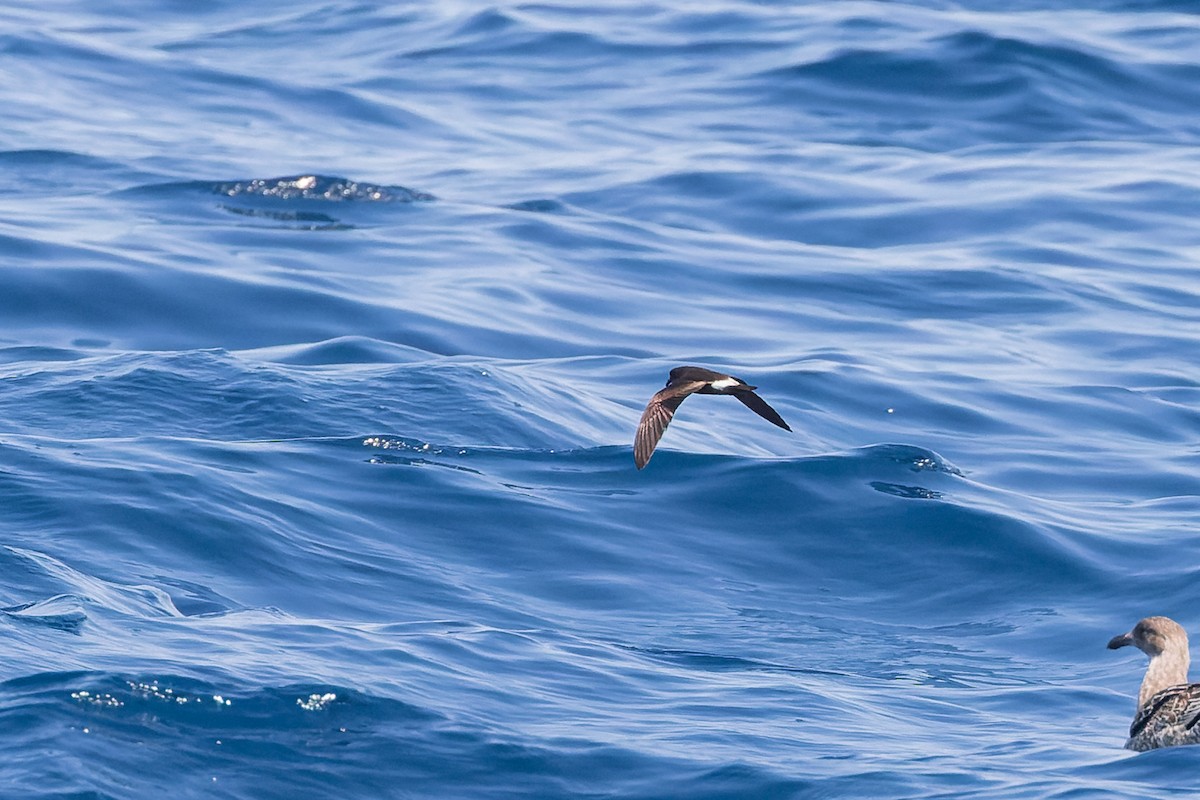 Townsend's Storm-Petrel - ML624144098