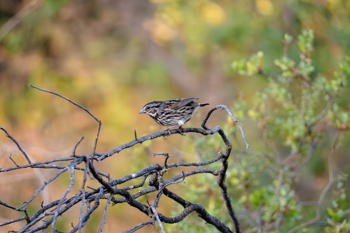 Song Sparrow - ML624144099