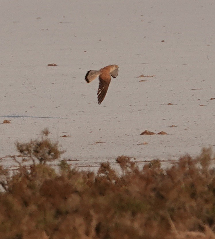 Nankeen Kestrel - ML624144101