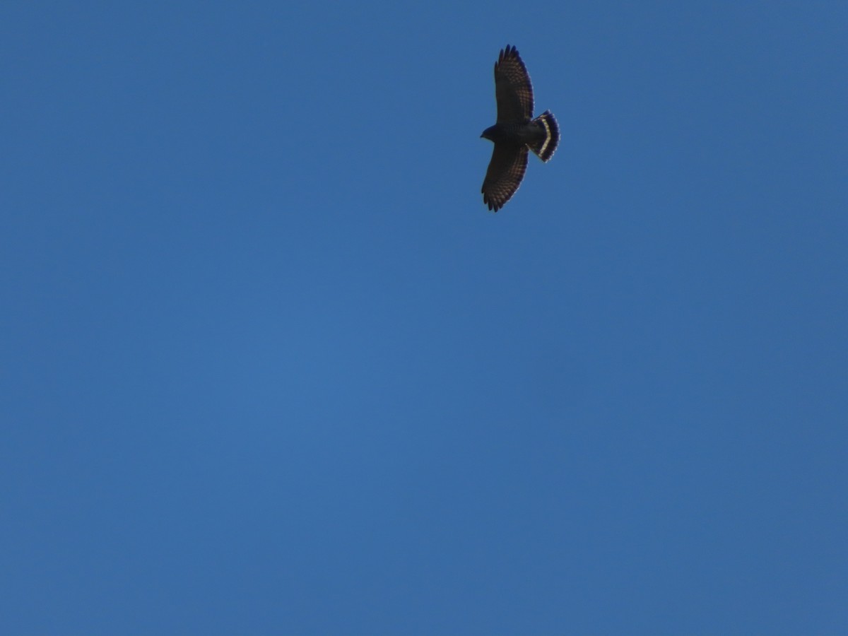 Broad-winged Hawk - ML624144102