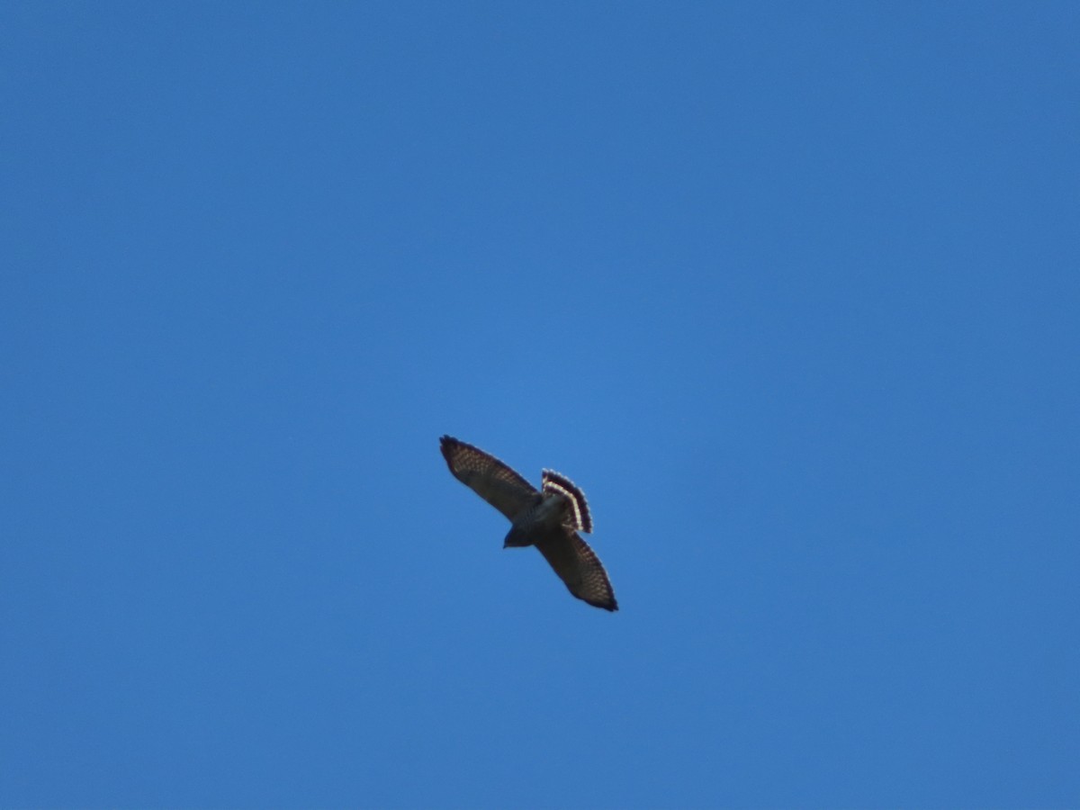 Broad-winged Hawk - ML624144103