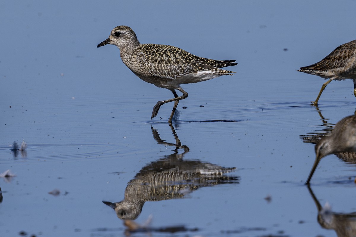 Black-bellied Plover - ML624144105