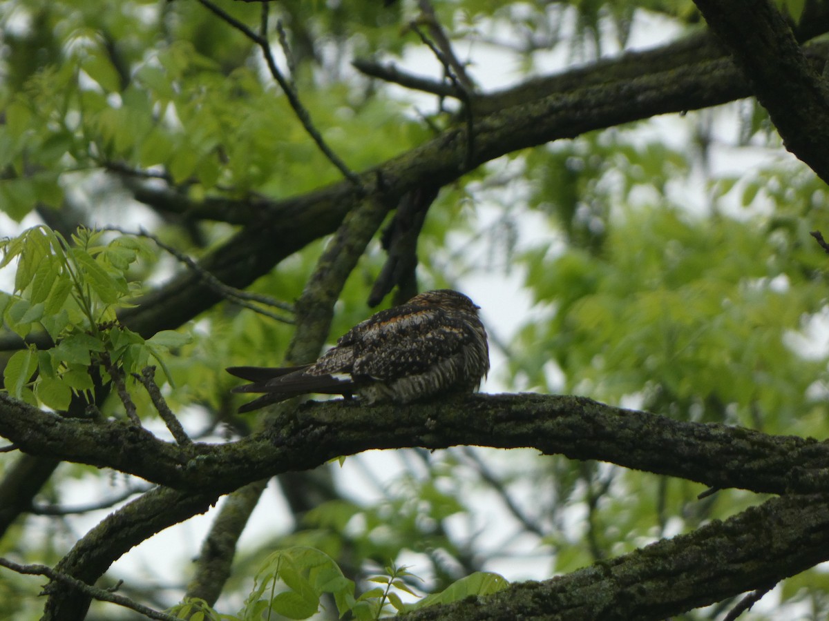 Common Nighthawk - ML624144106