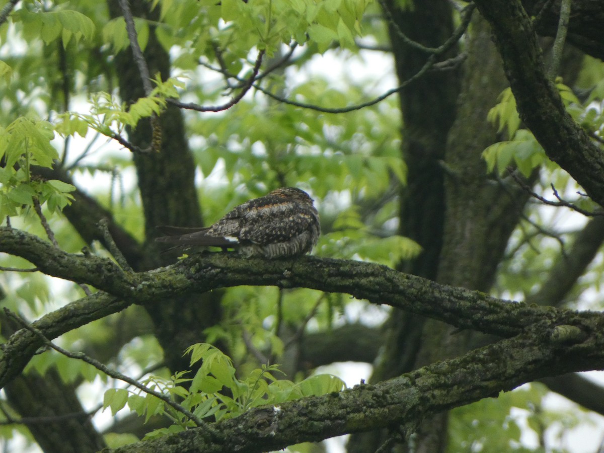 Common Nighthawk - ML624144107