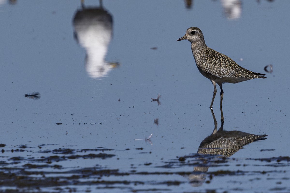 Black-bellied Plover - ML624144108