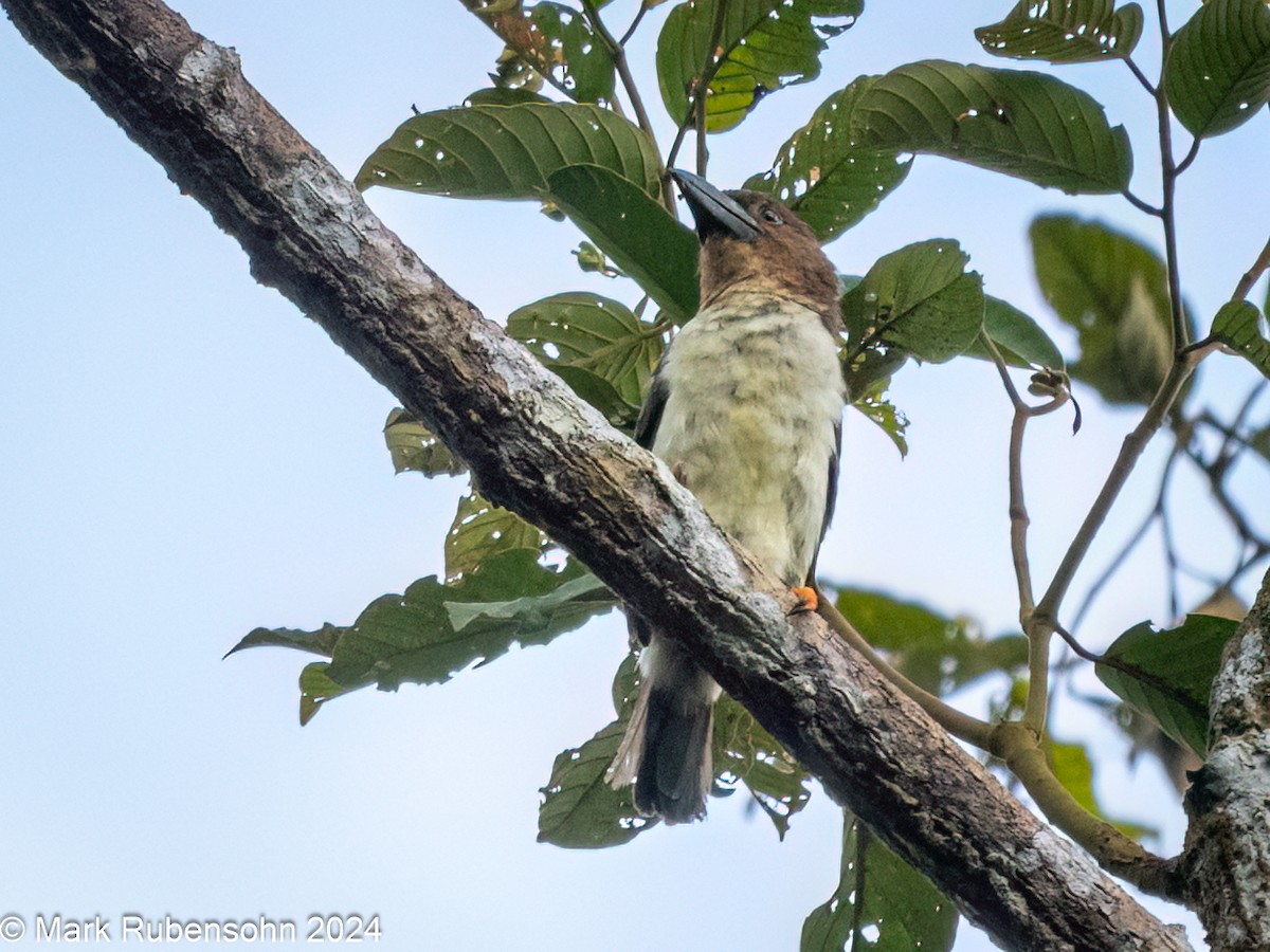 Sooty Barbet - ML624144109