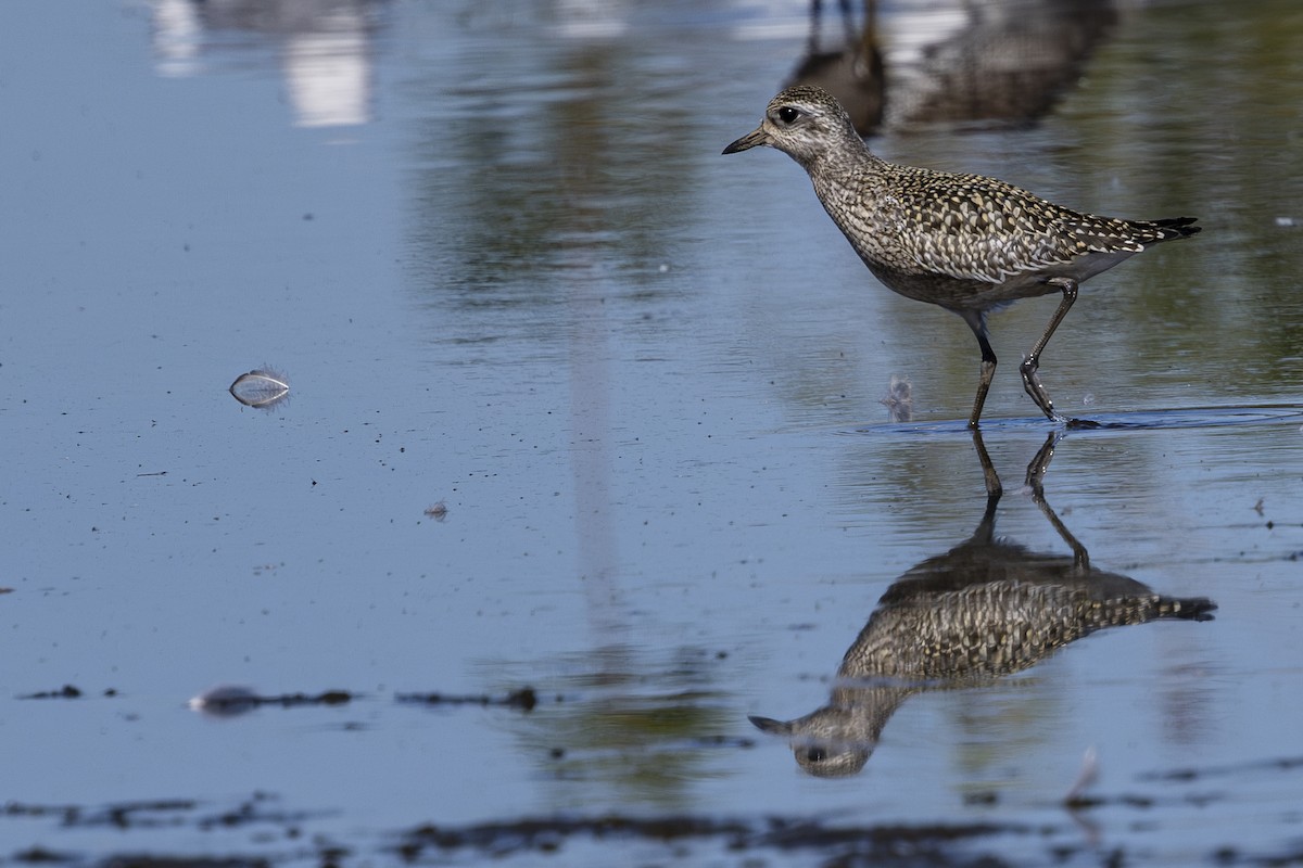 Black-bellied Plover - ML624144111