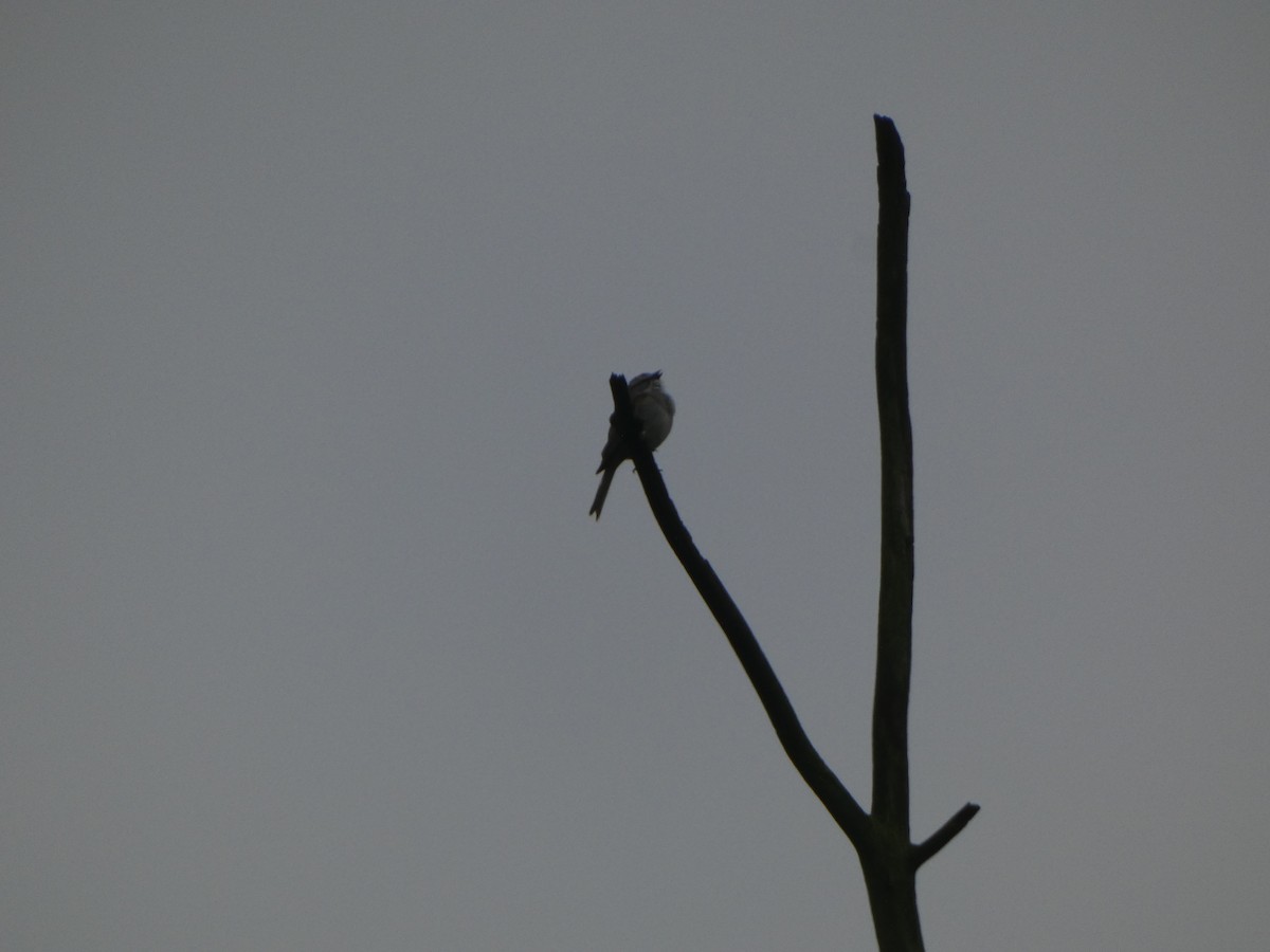 Chipping Sparrow - ML624144113