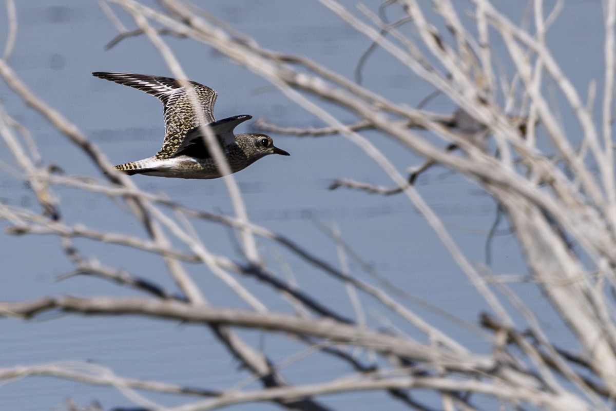 Black-bellied Plover - ML624144114