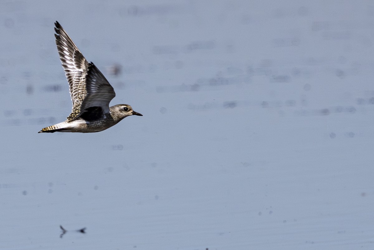 Black-bellied Plover - Jef Blake