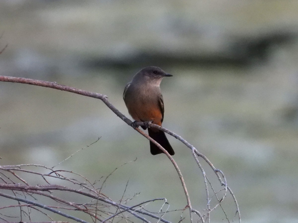 Say's Phoebe - ML624144117