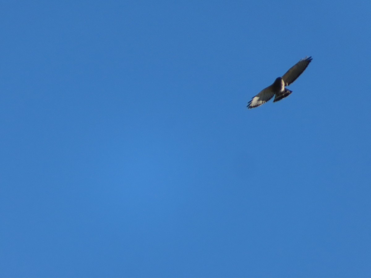 Broad-winged Hawk - ML624144118