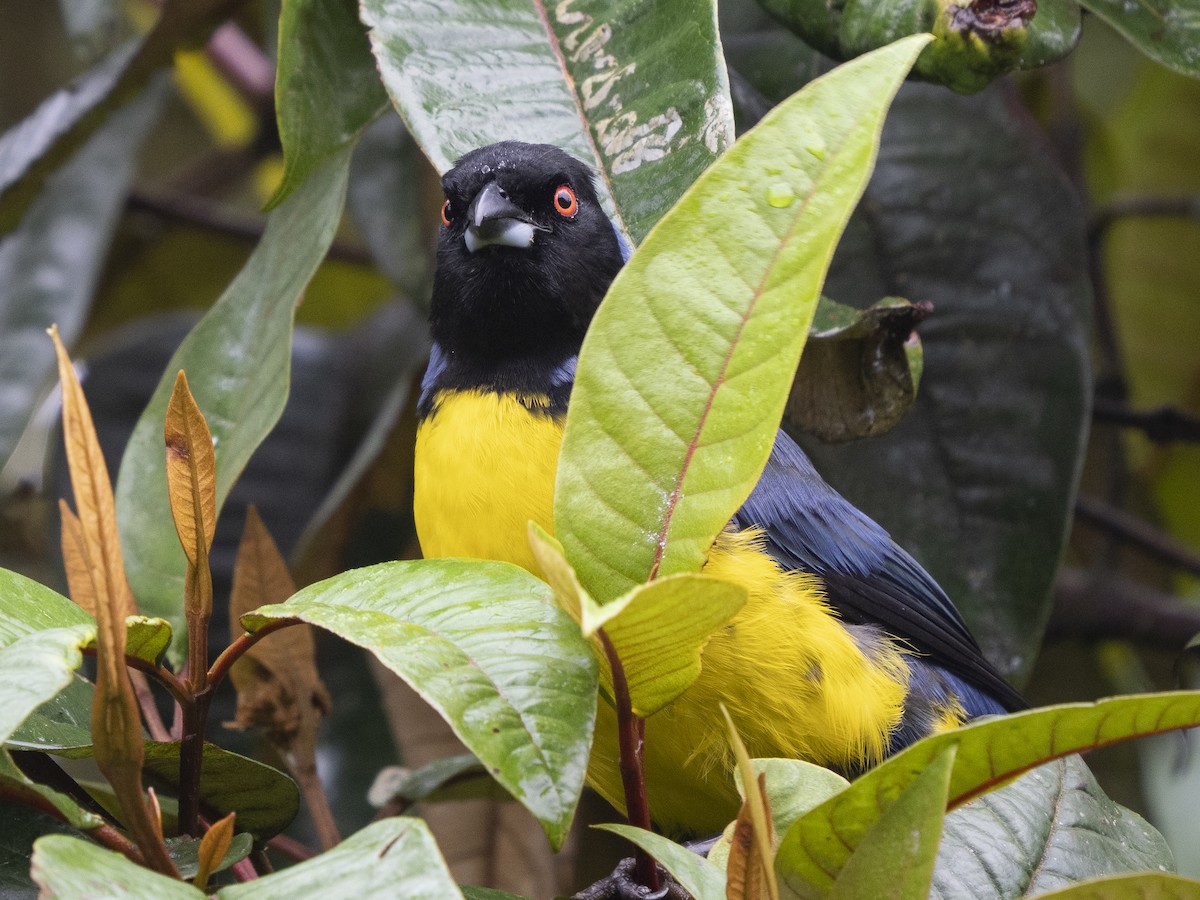 Hooded Mountain Tanager - ML624144120