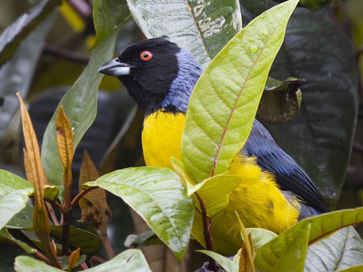 Hooded Mountain Tanager - ML624144121