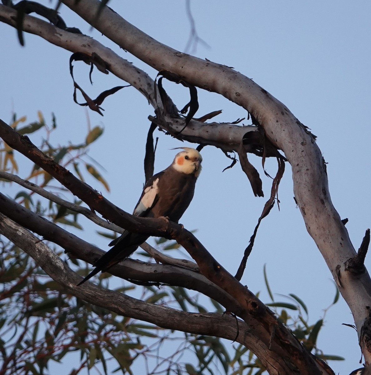 Cockatiel - ML624144137