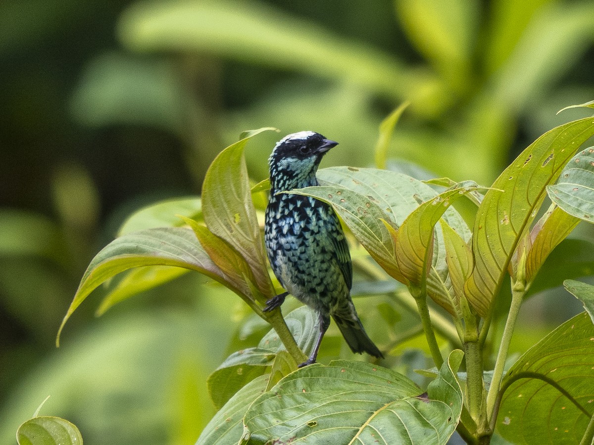 Beryl-spangled Tanager - ML624144138