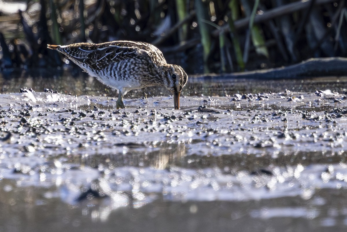 Wilson's Snipe - ML624144139