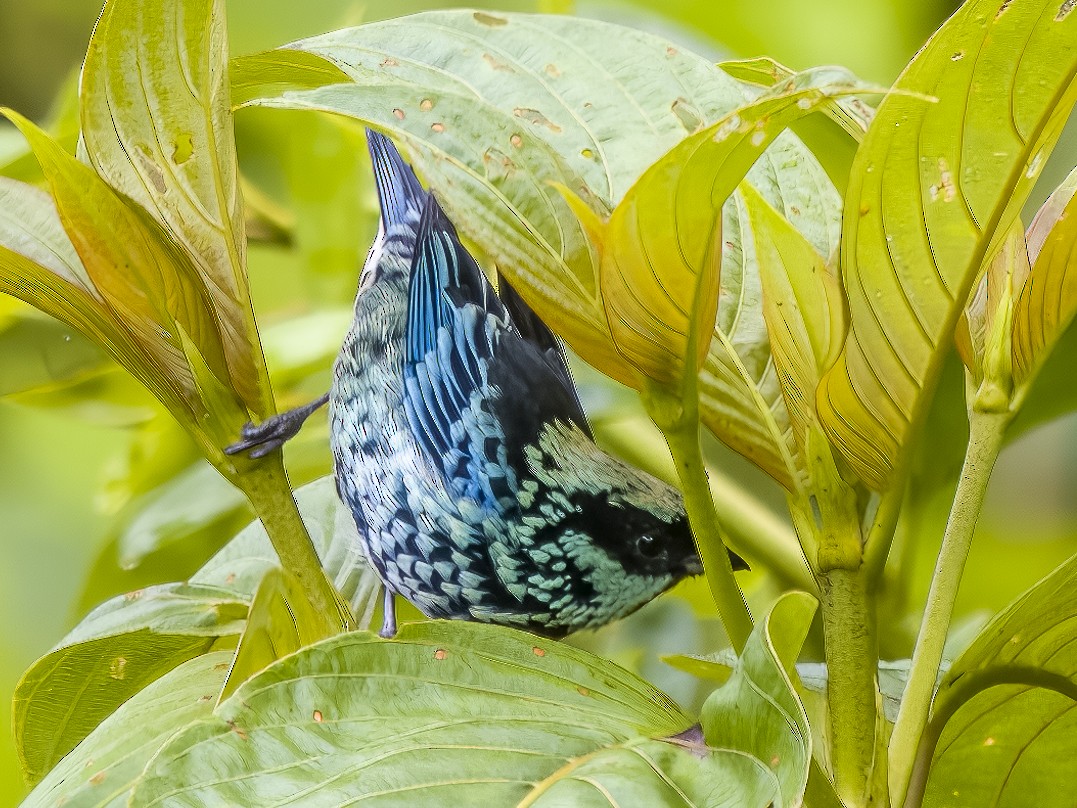 Beryl-spangled Tanager - ML624144140