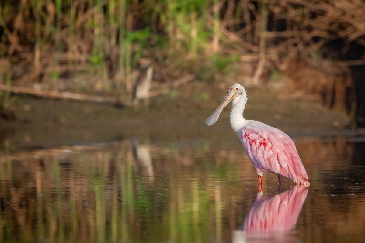 Roseate Spoonbill - ML624144141