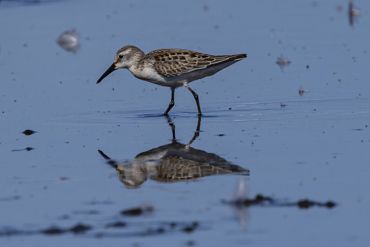 Western Sandpiper - ML624144142