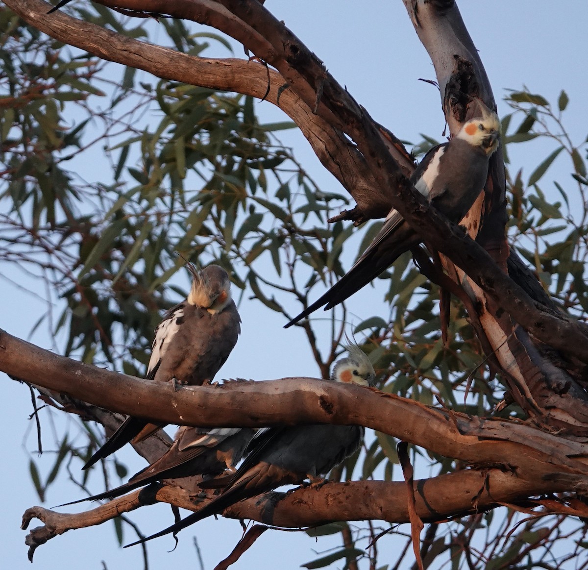 nymfekakadu - ML624144143