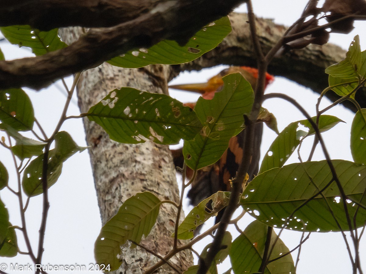 Orange-backed Woodpecker - ML624144145