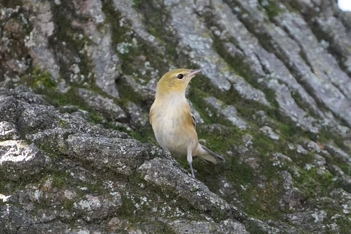 Braunkehl-Waldsänger - ML624144147