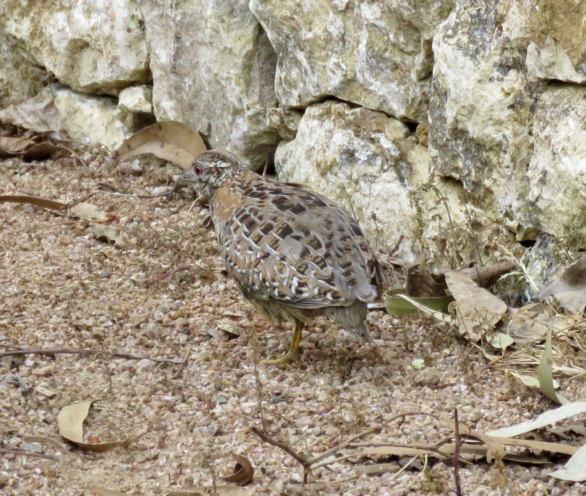 Painted Buttonquail - ML624144148