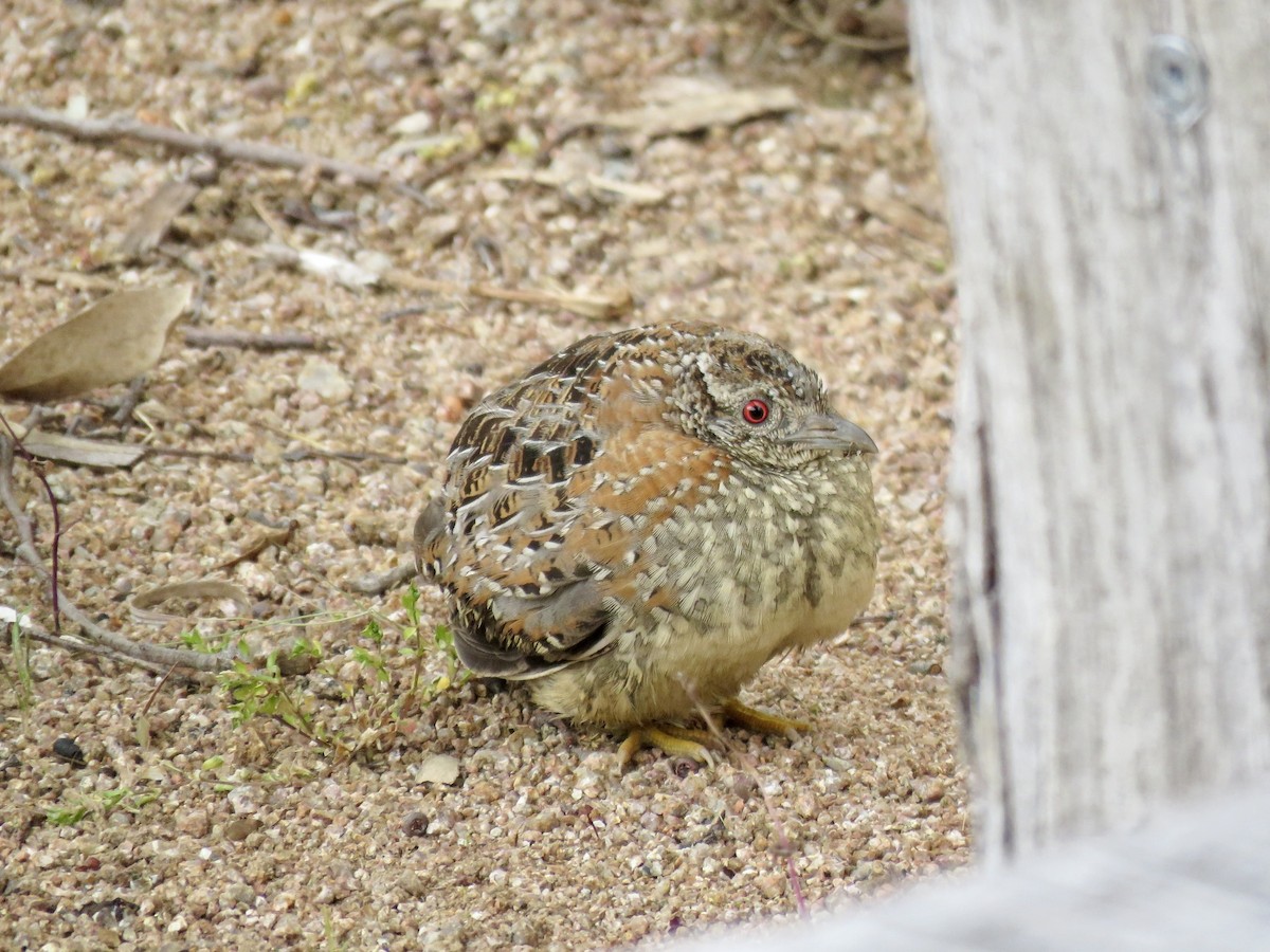 Painted Buttonquail - Anna McConnochie