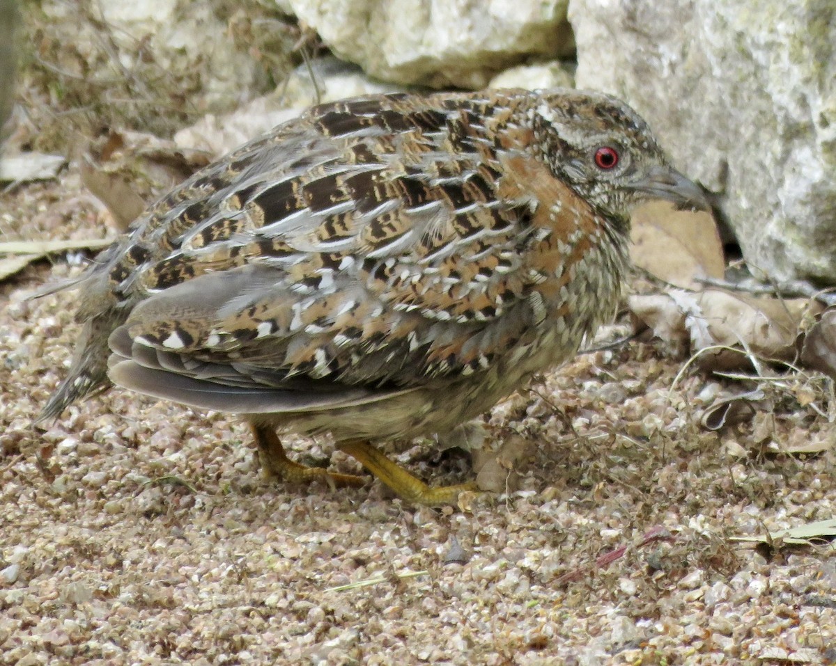 Painted Buttonquail - ML624144150