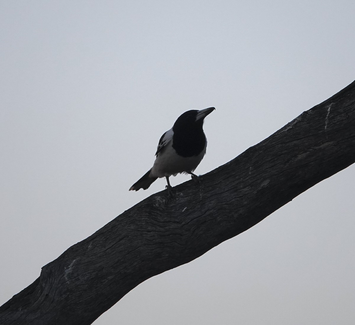 Pied Butcherbird - ML624144151