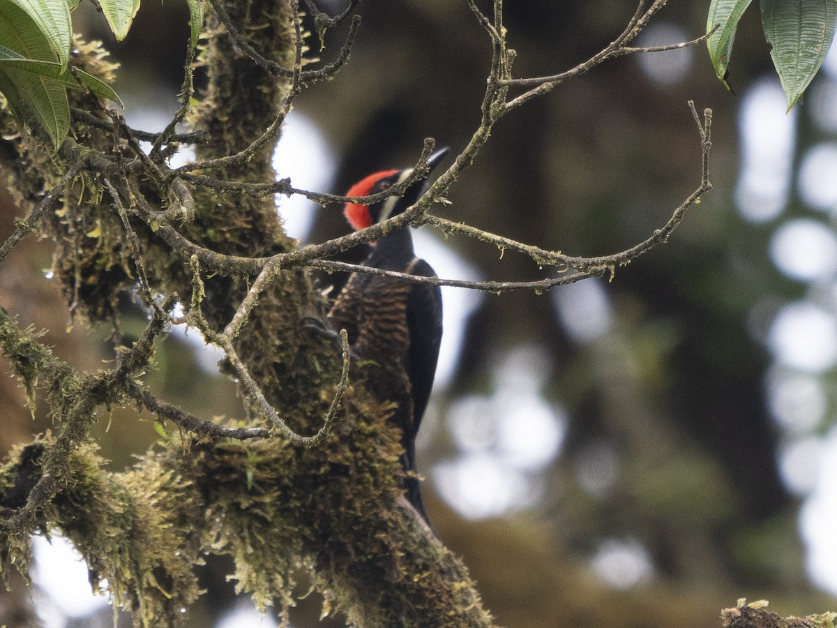 Powerful Woodpecker - ML624144152