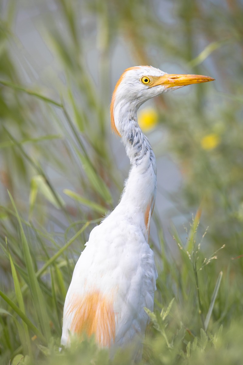 Western Cattle Egret - ML624144153