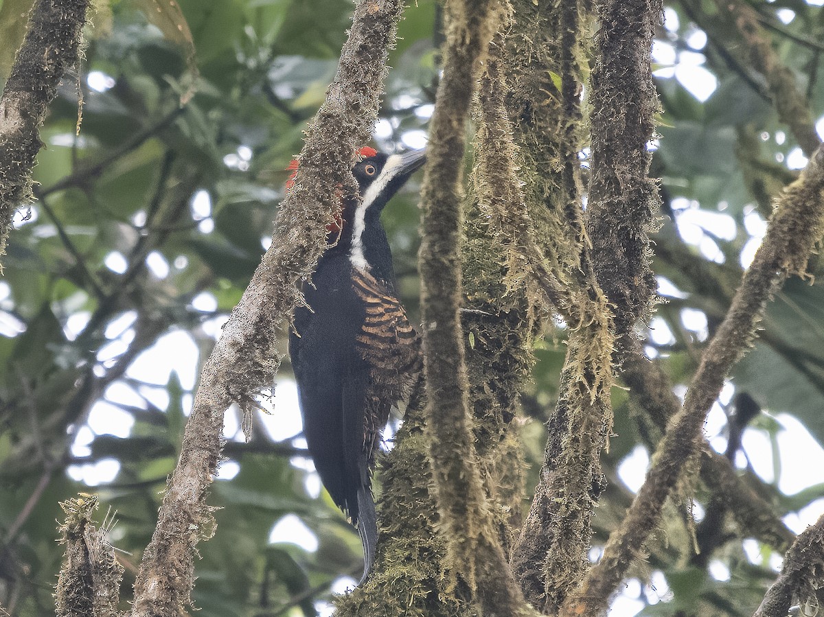 Powerful Woodpecker - Steven Hunter