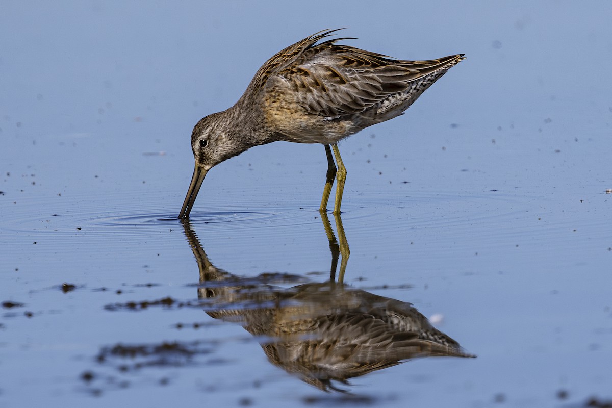 Long-billed Dowitcher - ML624144155