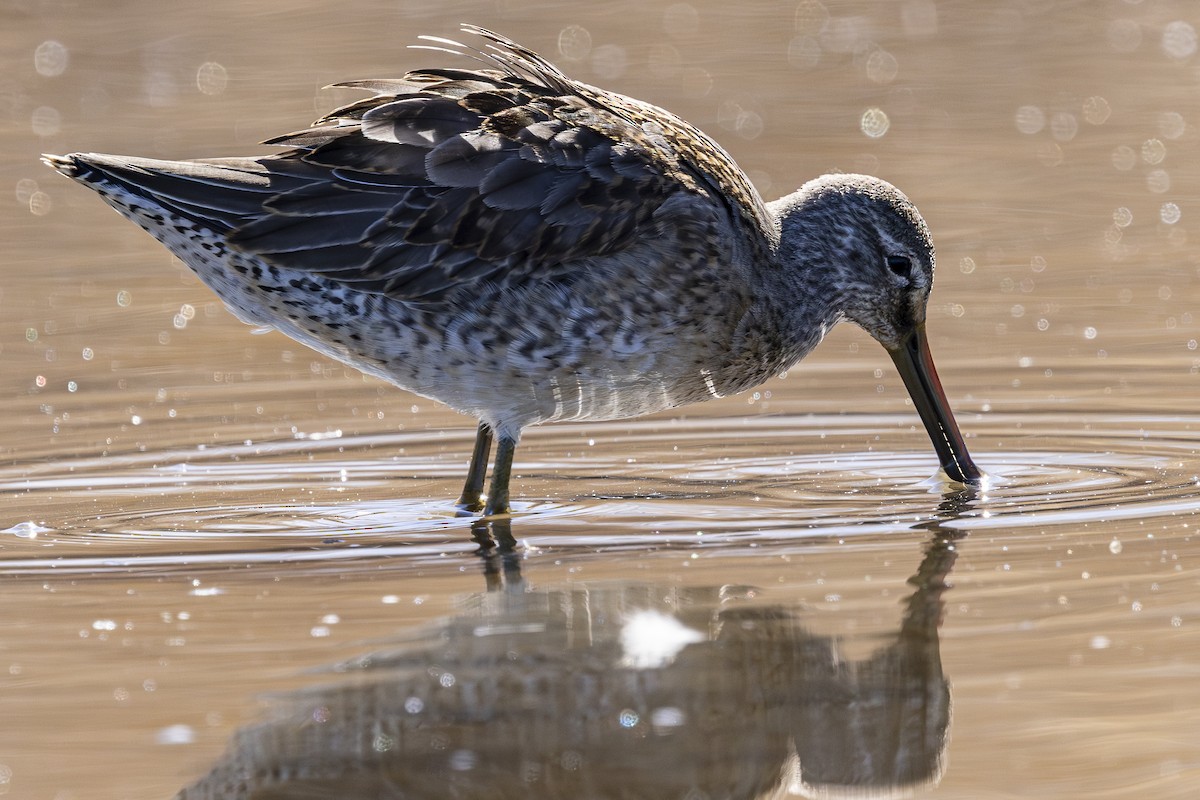 Long-billed Dowitcher - ML624144156