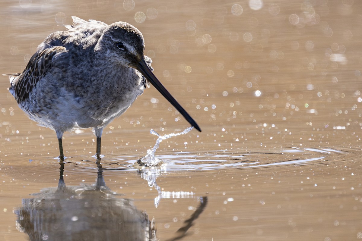 Long-billed Dowitcher - Jef Blake