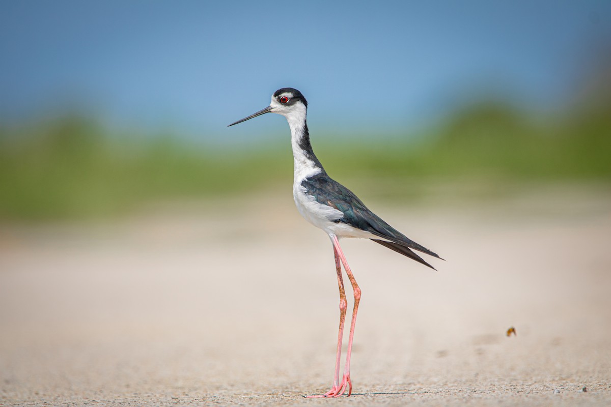 Black-necked Stilt - ML624144158