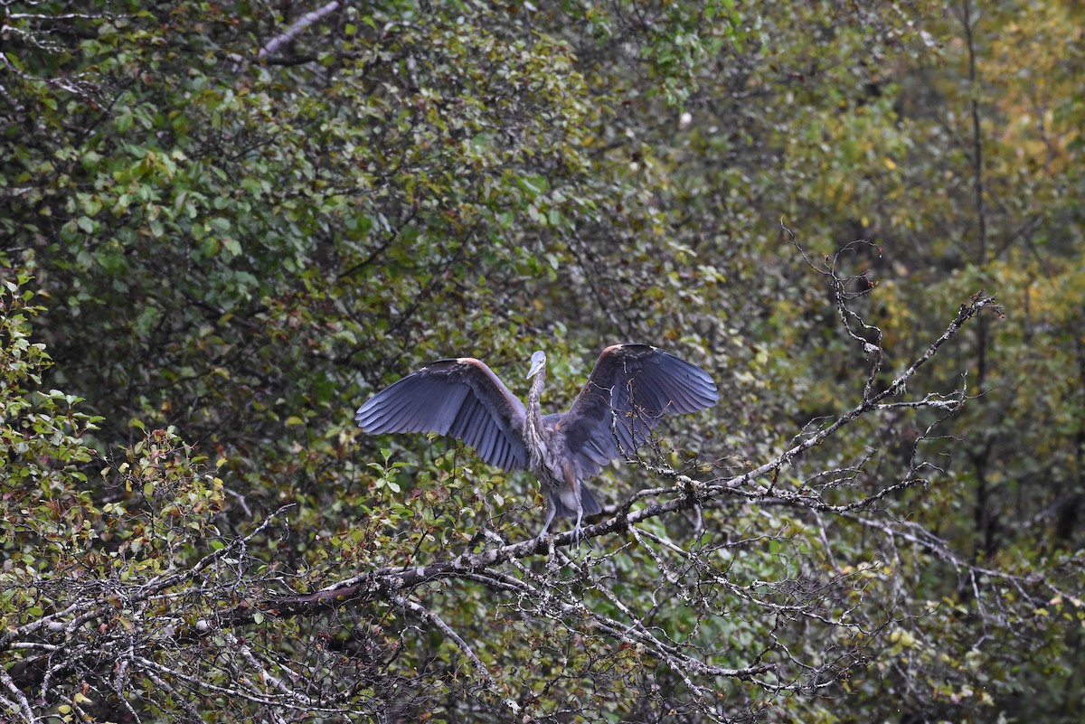 Great Blue Heron - ML624144159