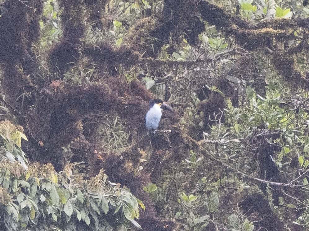 Black-billed Mountain-Toucan - ML624144161