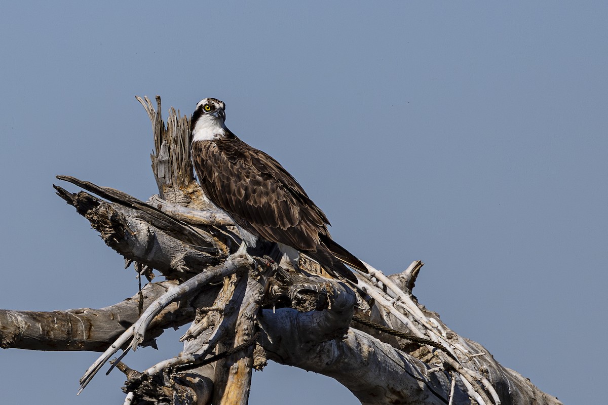 Osprey - ML624144162