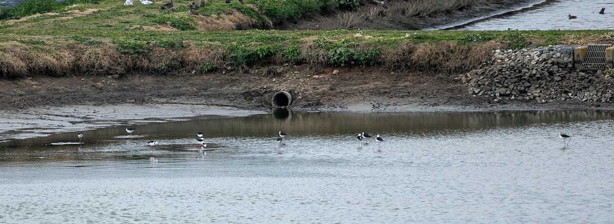 Pied Stilt - ML624144163