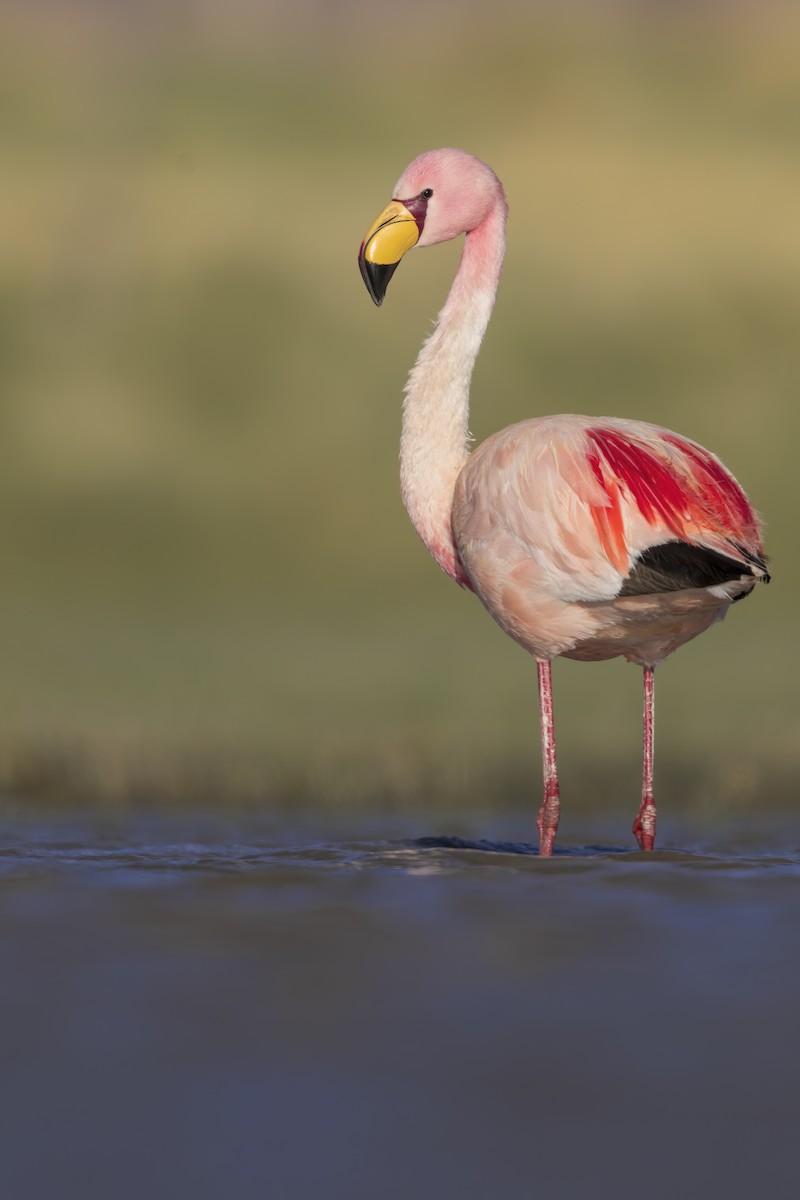 James's Flamingo - ML624144164