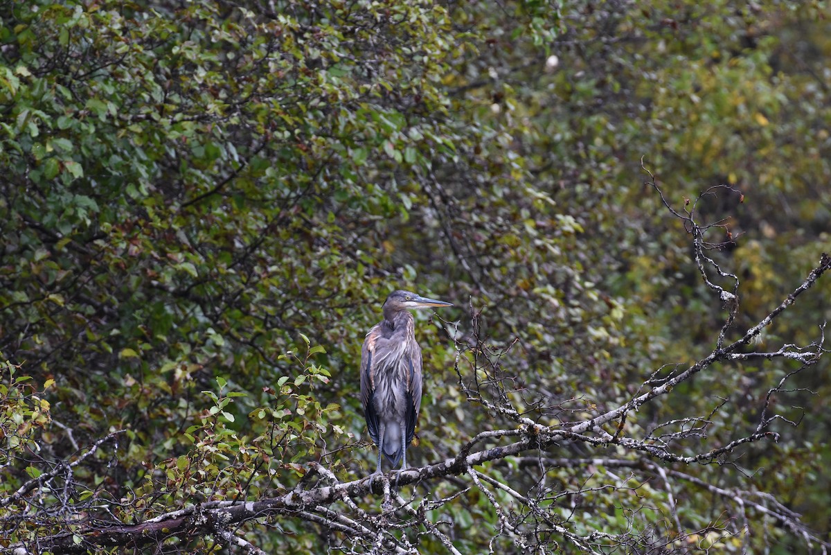 Great Blue Heron - ML624144165