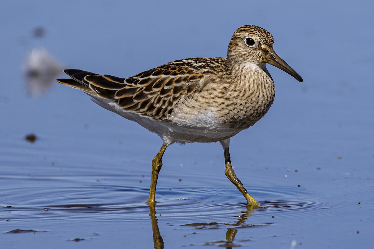 Graubrust-Strandläufer - ML624144167