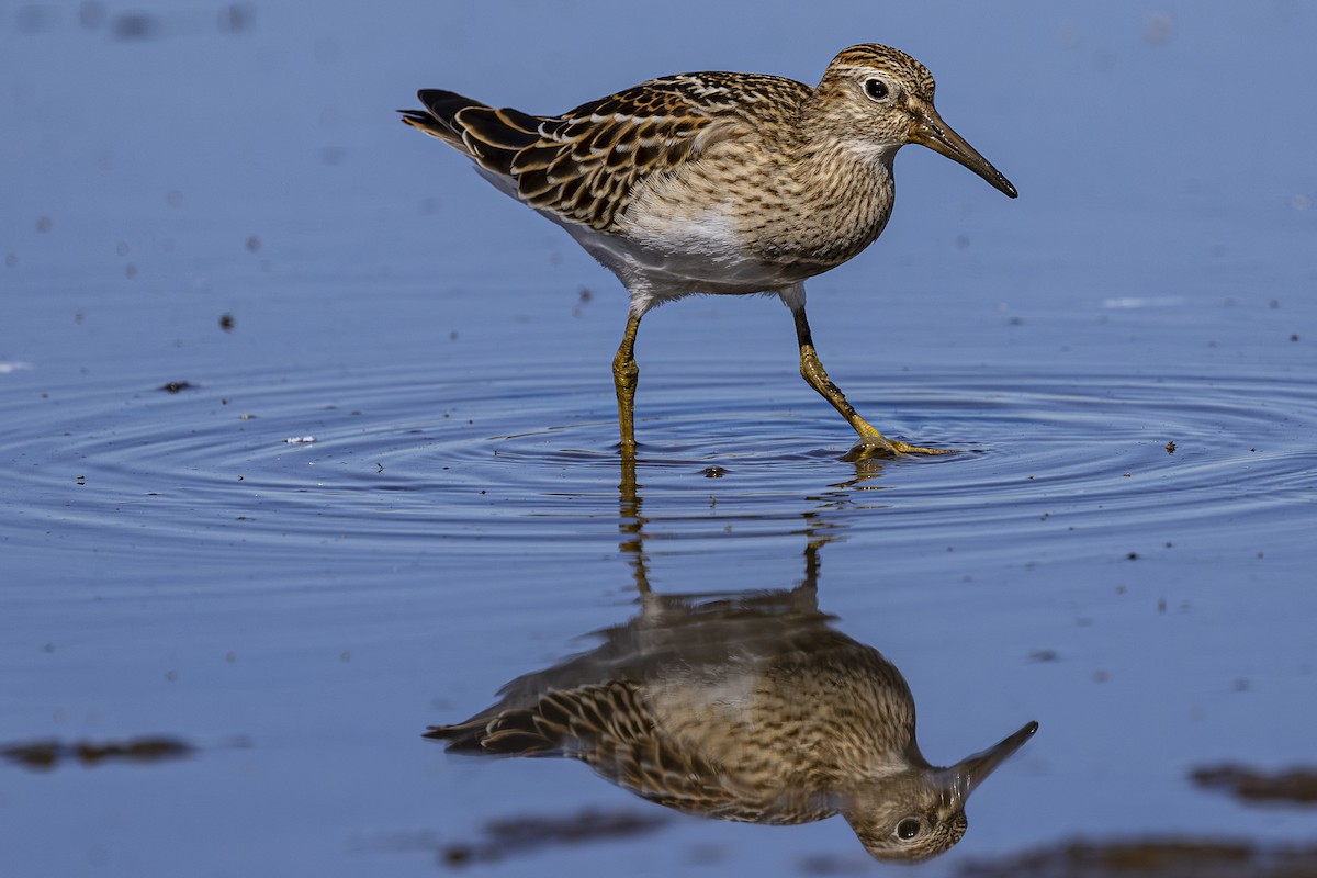 Pectoral Sandpiper - ML624144168