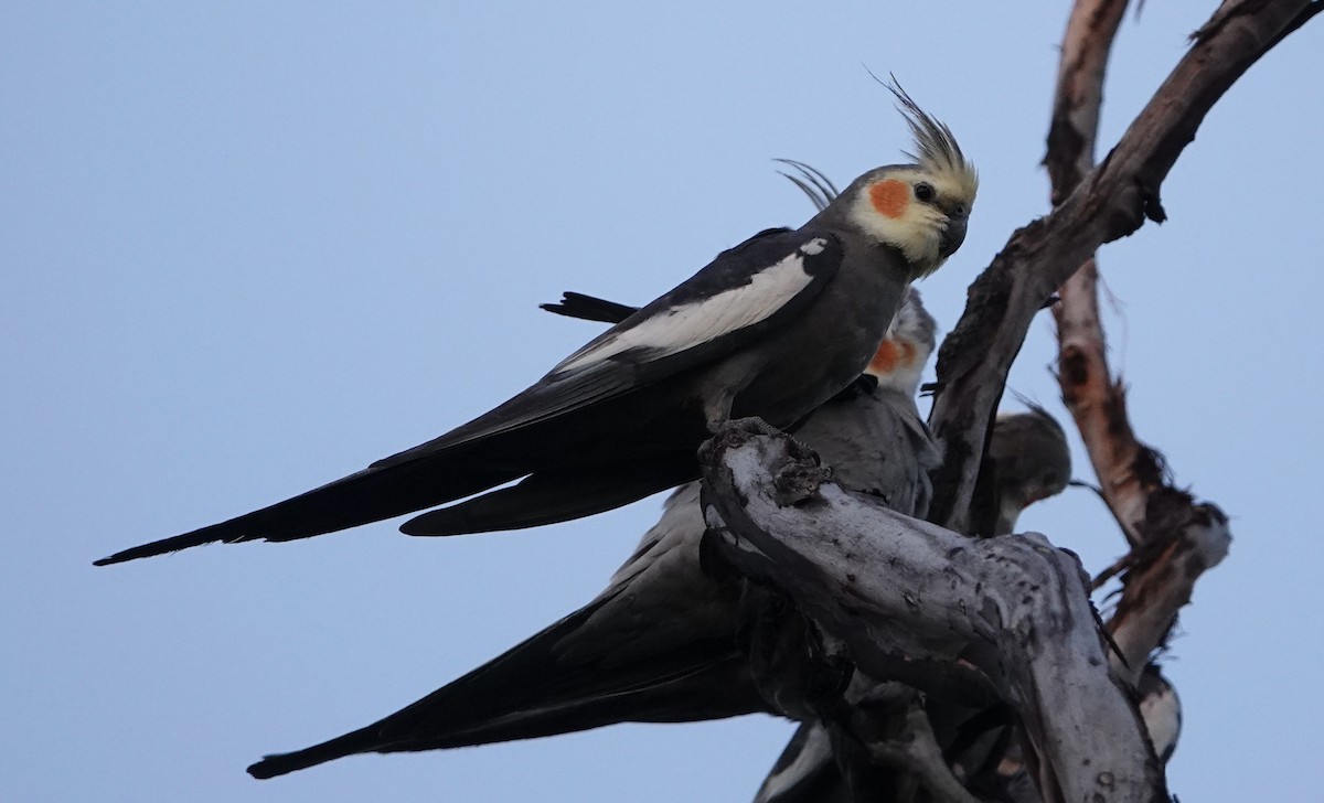 Cockatiel - ML624144169