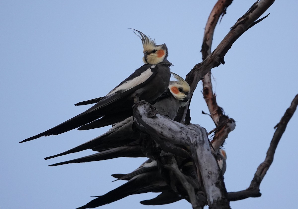 Cockatiel - ML624144170