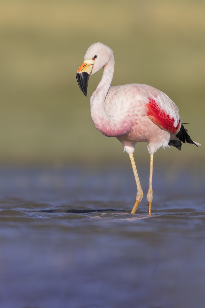 Andenflamingo - ML624144173