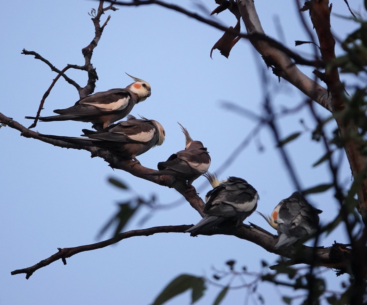 Cockatiel - ML624144175